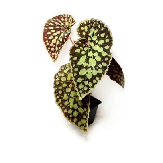 begonia picture 6