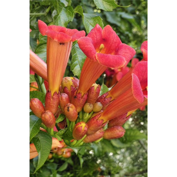 bignonia cherere picture 2