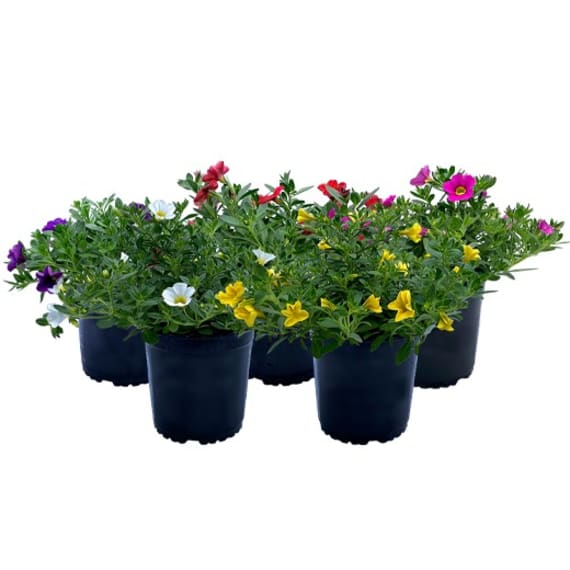 calibrachoa assorted picture 1