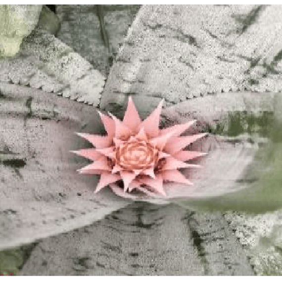 bromelia aechmea picture 2