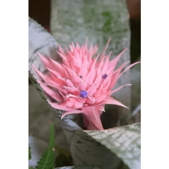 bromelia aechmea picture 1