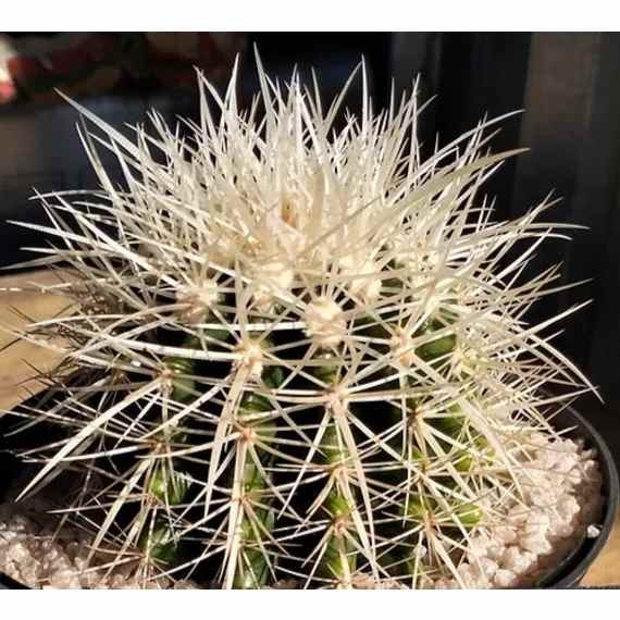 cactus grusonii picture 1