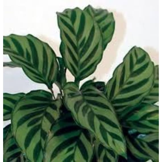 calathea assorted picture 7