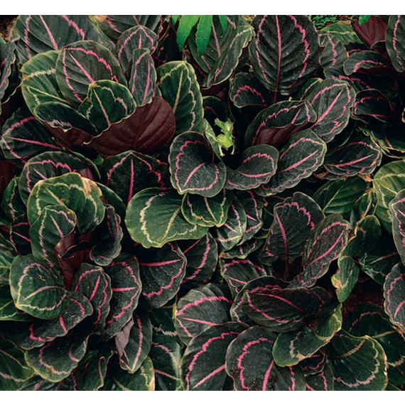 calathea assorted picture 8