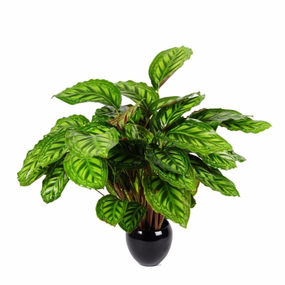 calathea assorted picture 3