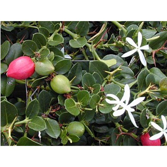 carissa macrocarpa picture 2