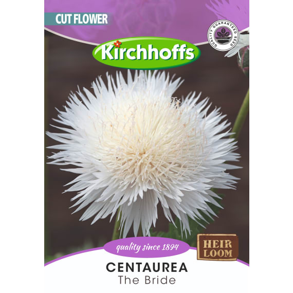 kirchhoffs centaurea the bride picture 1