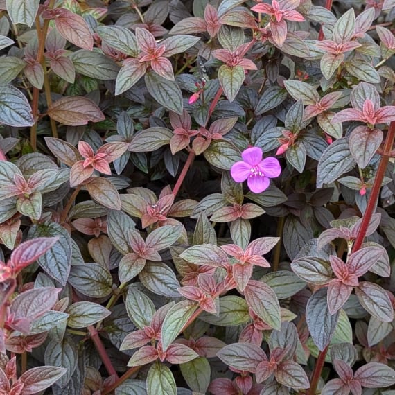 centradenia floribunda picture 1