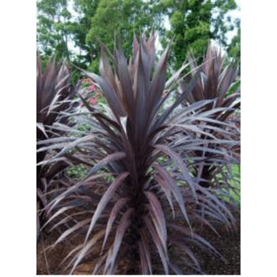 cordyline picture 2