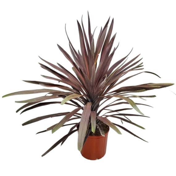 cordyline picture 6