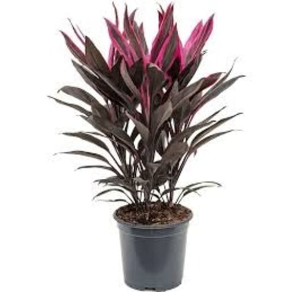 cordyline picture 8