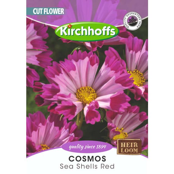 kirchhoffs cosmos sea shells picture 1
