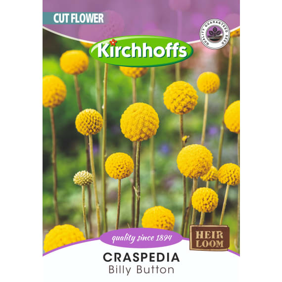kirchhoffs craspedia billy button picture 1