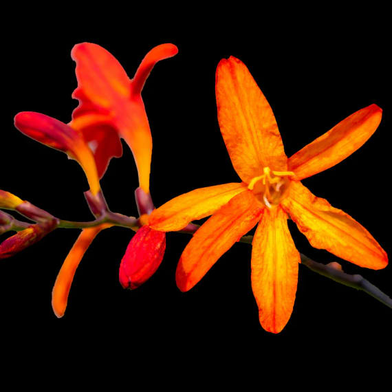 crocosmia aurea 10pk picture 1