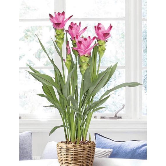 curcuma picture 1