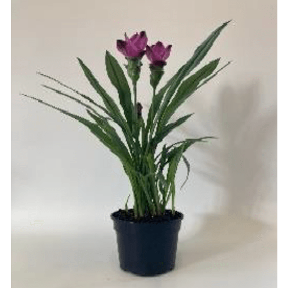 curcuma picture 2