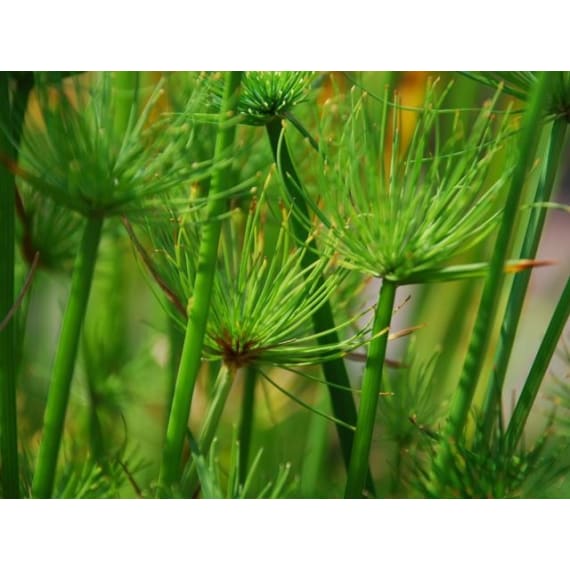 cyperus picture 1