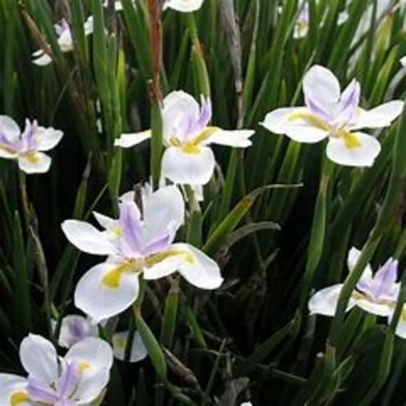 dietes picture 3