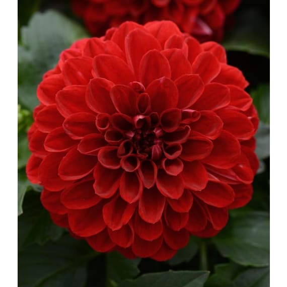 dahlia assorted picture 3