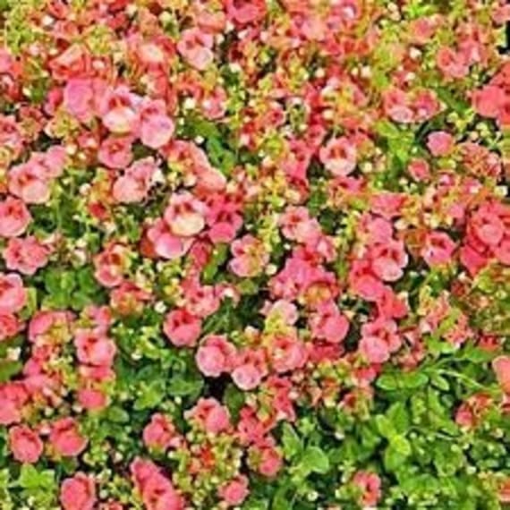 diascia diamond assorted picture 3