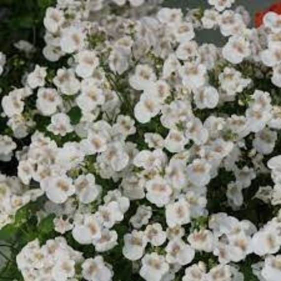 diascia diamond assorted picture 2