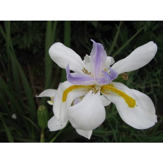 dietes picture 2