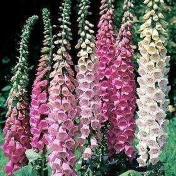 digitalis assorted picture 1