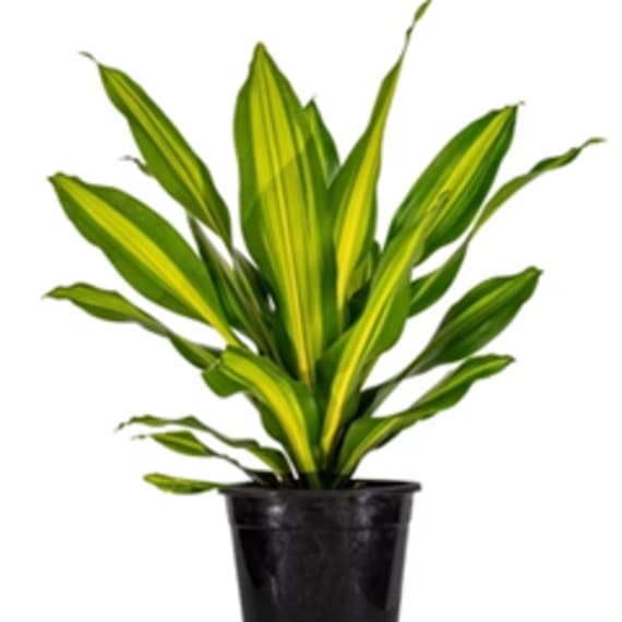 dracaena golden heart picture 1