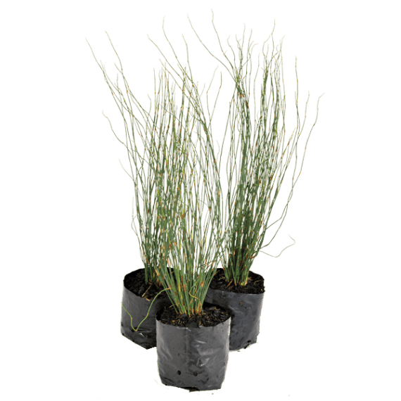 elegia capensis picture 2