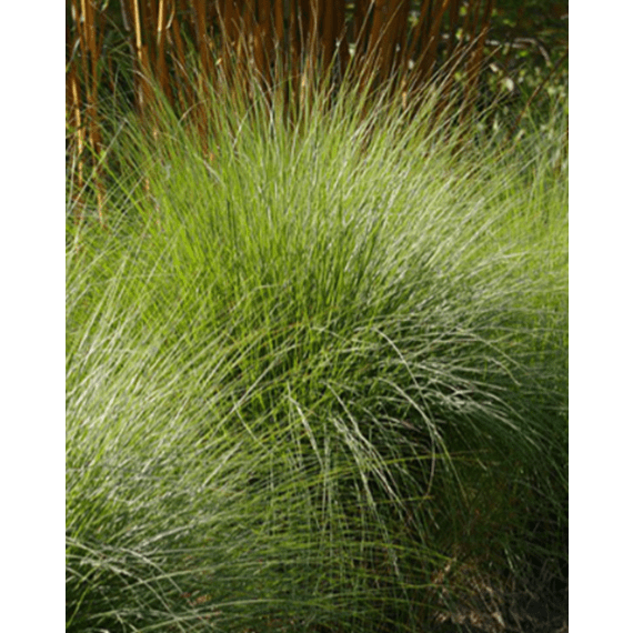 eragrostis curvula 4l picture 2