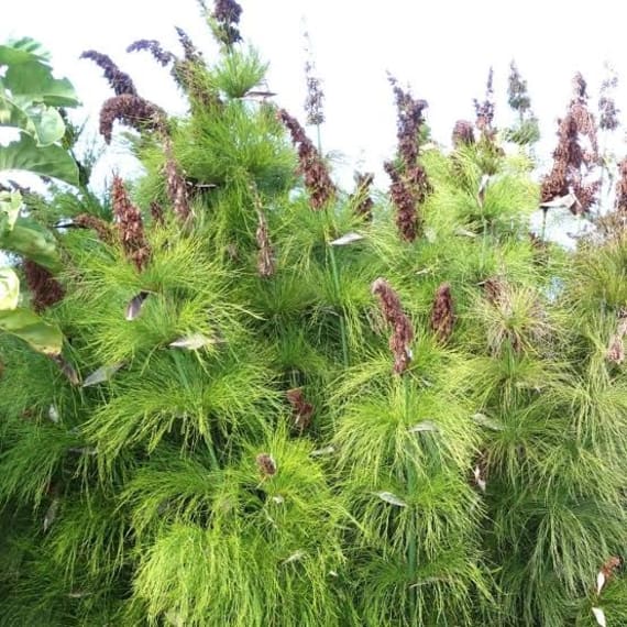 elegia capensis picture 1