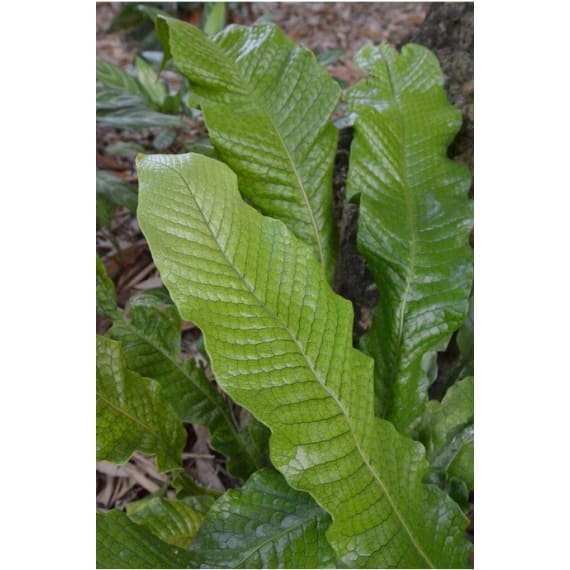 fern crocodyllus microsorum picture 1