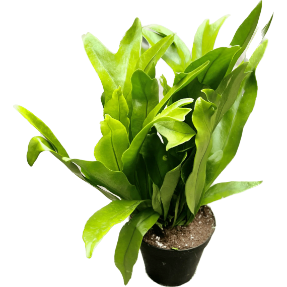 fern green flame picture 1