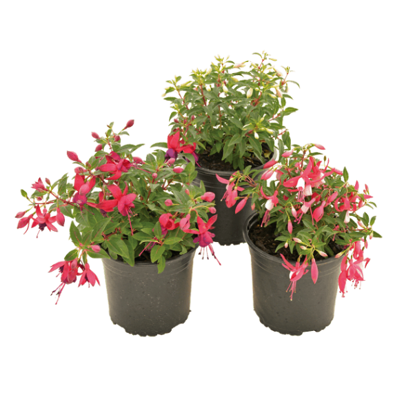 fuchsia picture 1