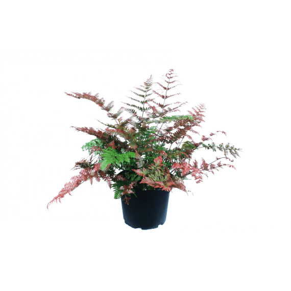 fern koidsuma s wood picture 1