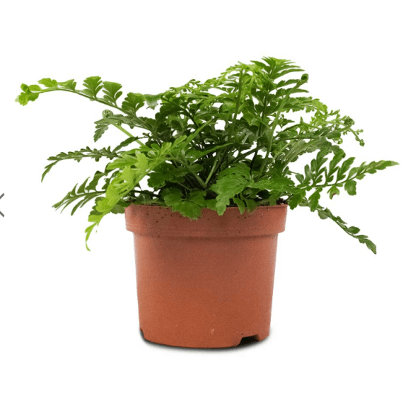 fern birds nest parvati 14cm picture 1