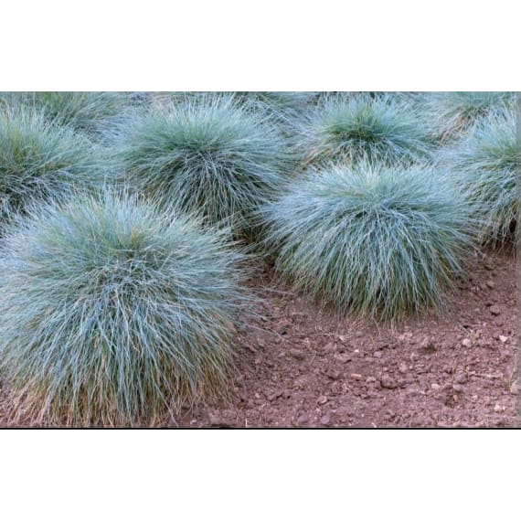 elands festuca ovina glauca picture 1