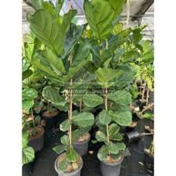 ficus lyrata picture 2