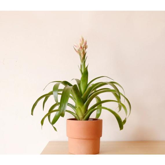 guzmania 15cm picture 2