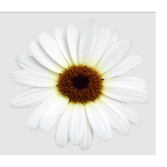 argyranthemum daisy bush picture 6
