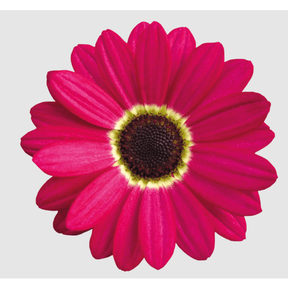 argyranthemum daisy bush picture 5