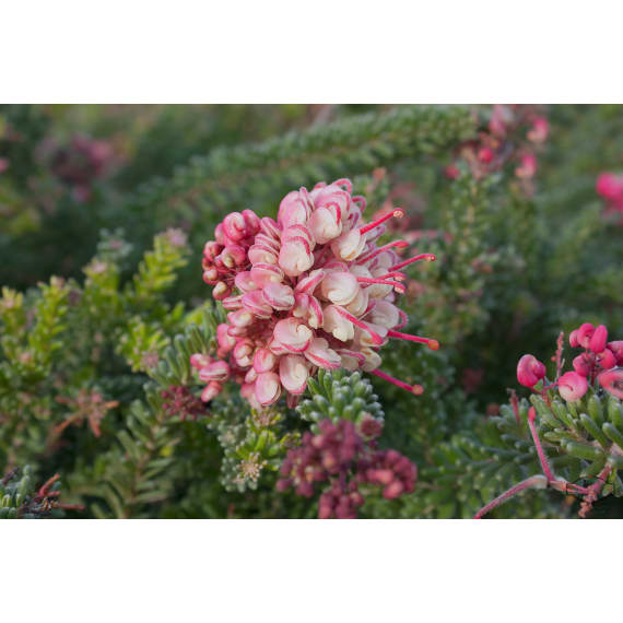 grevillea assorted picture 1