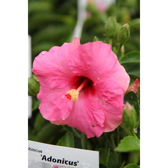 hibiscus picture 2