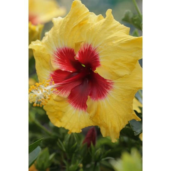 hibiscus picture 3