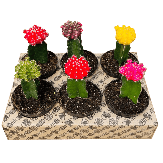 cactus gymnocalycium picture 1
