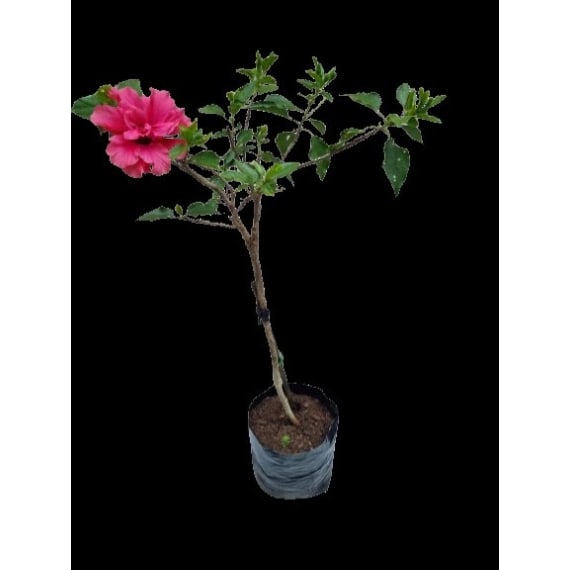 hibiscus variegated std 10l picture 1