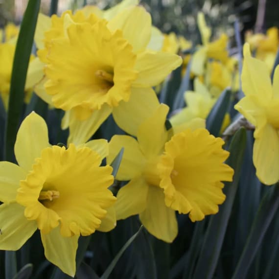 hadeco bulb daffodil picture 1