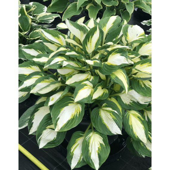 hosta assorted picture 2