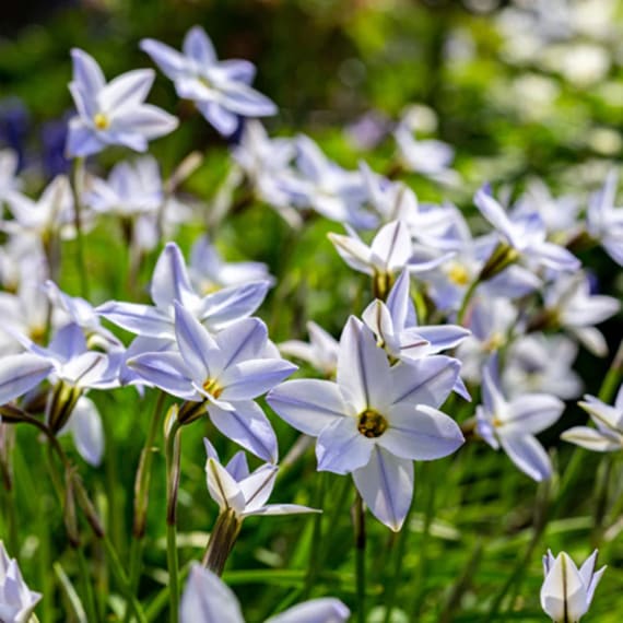 hadeco ipheion value pack 200 picture 1