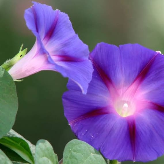 ipomea picture 1